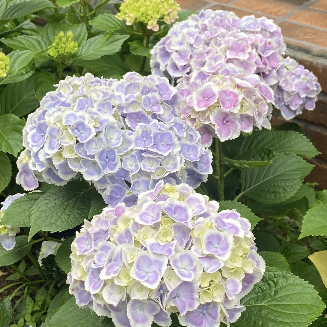 【蒙娜丽莎】绣球花庭院盆栽花卉阳台新手易养护喜水植物