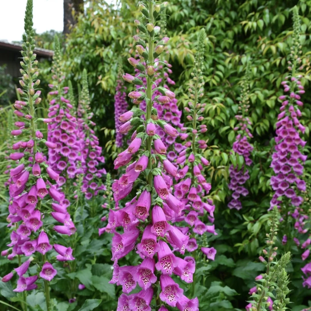 毛地黄【颜色选拍】盆栽多年生易爆花发货快新手易养护喜阳