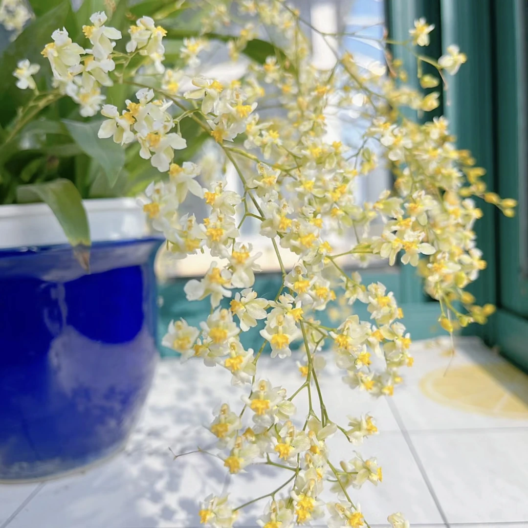 米白色清香梦香兰盆栽花卉多年生室内阳台易养护发货快