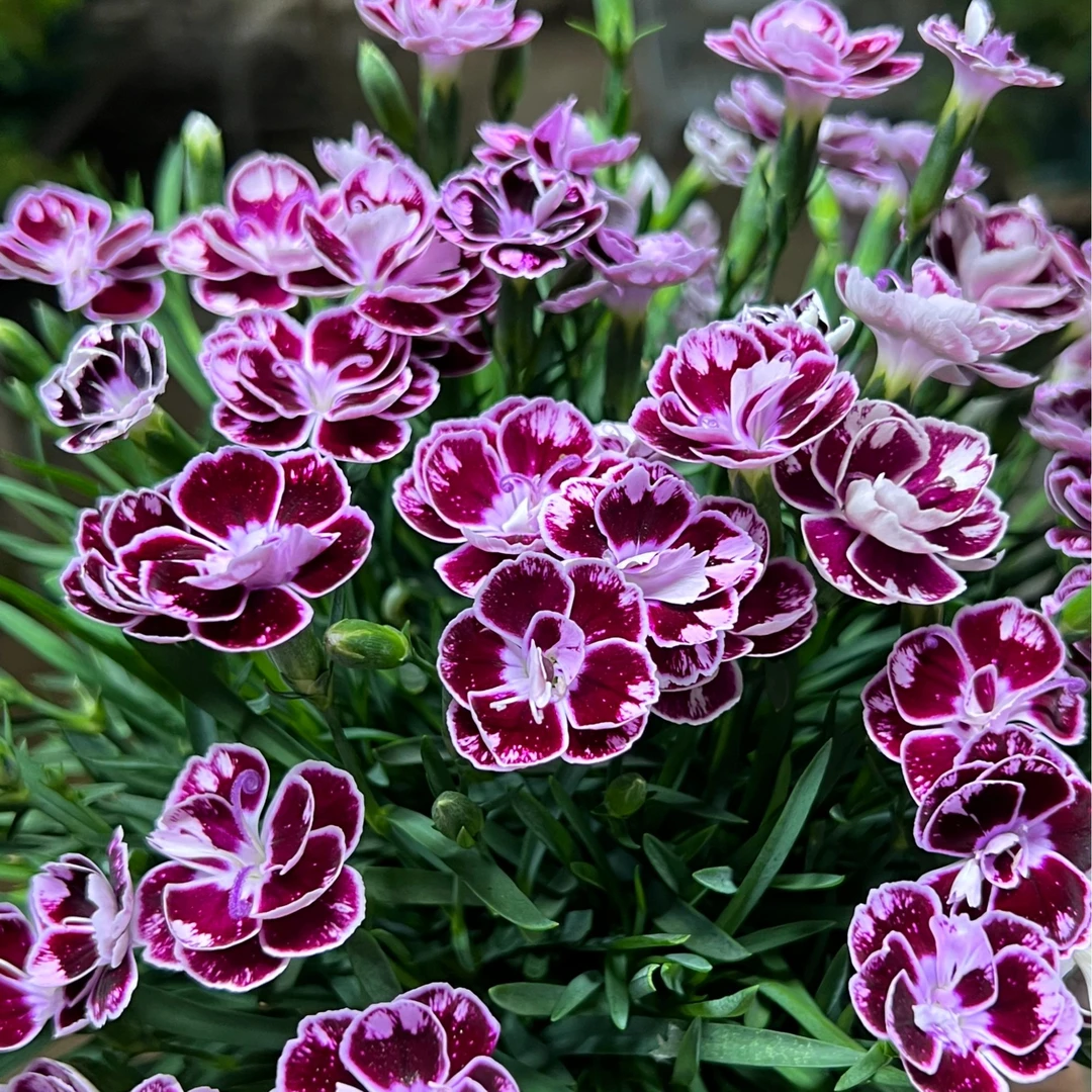 超美康乃馨盆栽花卉阳台新手易养护带花苞发货