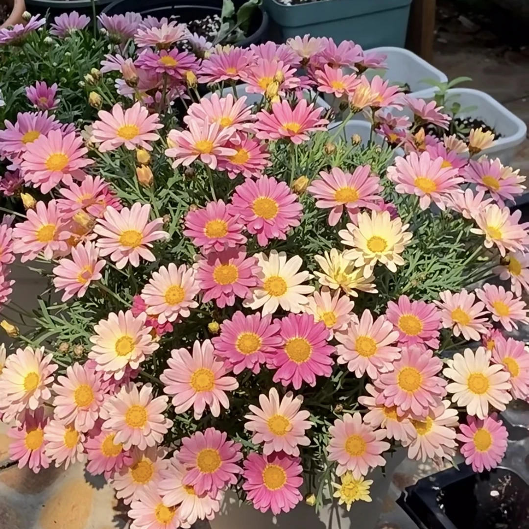 糖果色 加仑盆玛格丽特菊花盆栽多年生易爆花发货快新手易养护