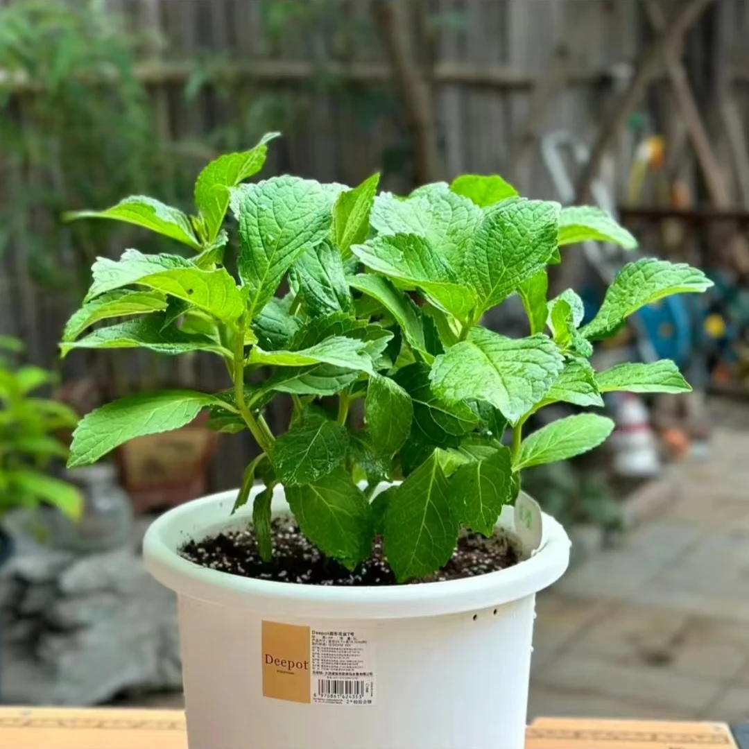 【苗】易多梦幻绣球花苗春化好带芽点庭院阳台易养护喜水喜阳