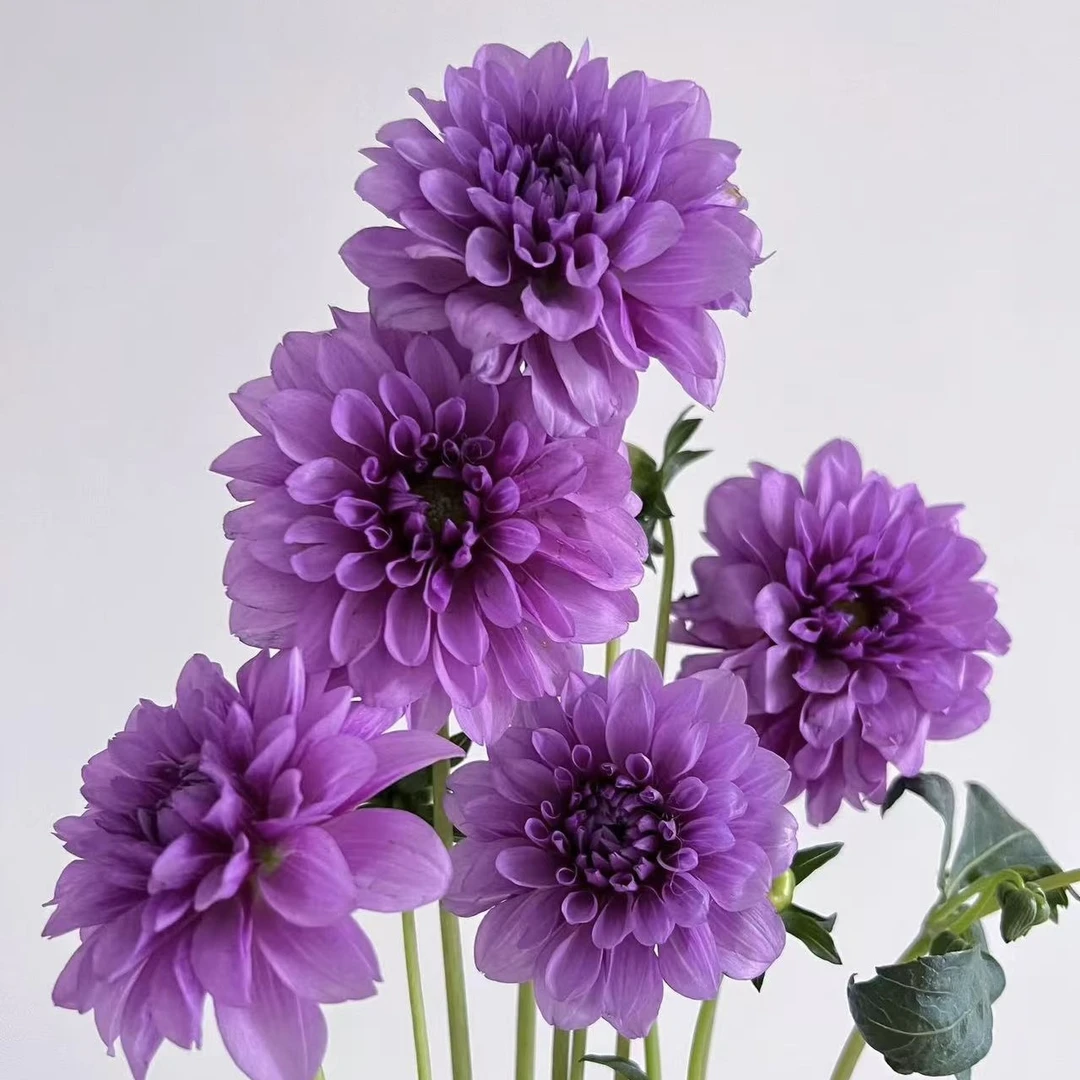 月光石丽花【加仑盆】盆栽大花型花卉四季开花阳台庭院观花 大丽花