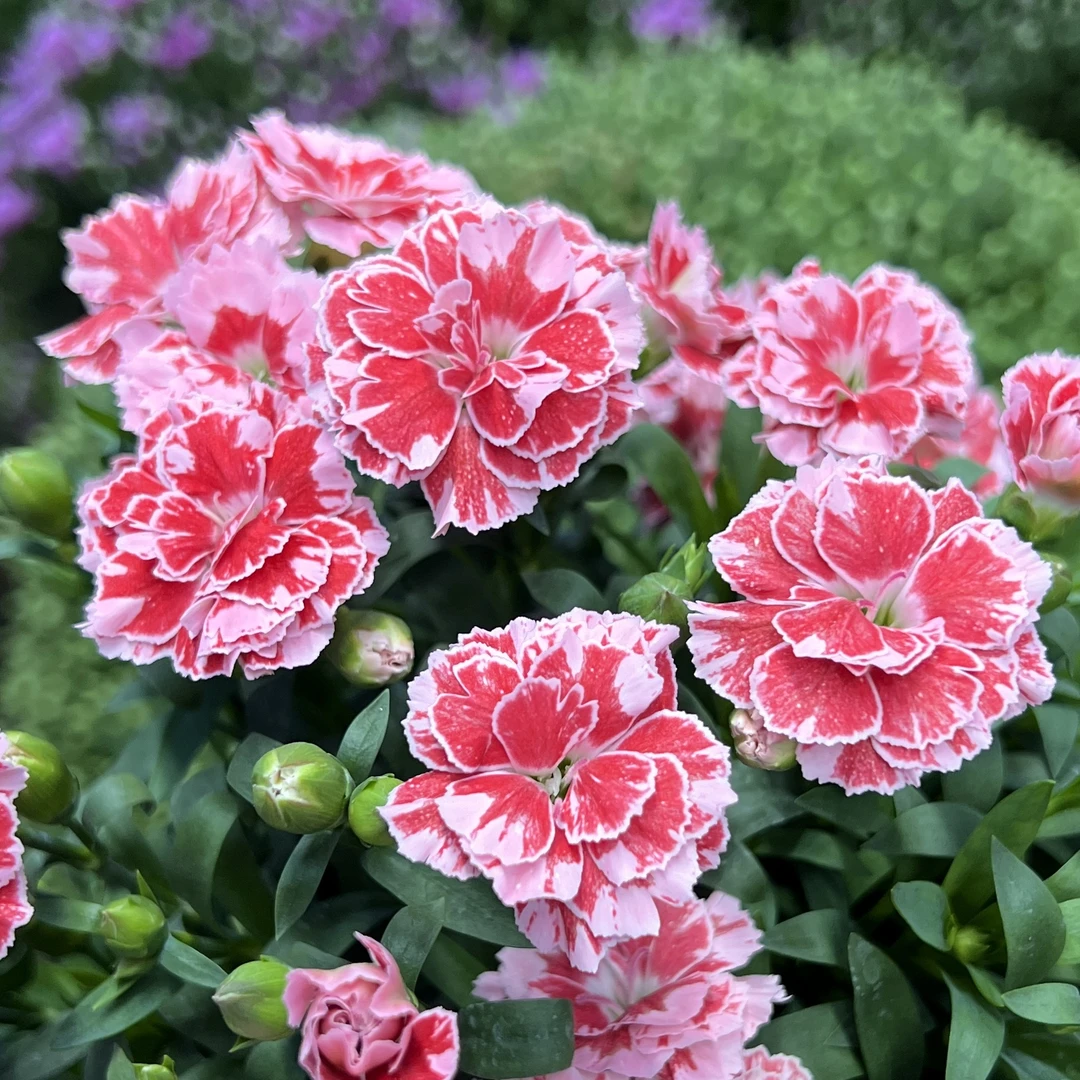 甜心康乃馨盆栽花卉阳台新手易养护带花苞发货