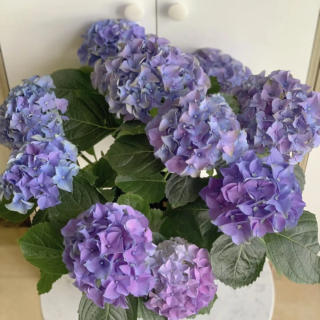 沉香绣球花盆栽庭院阳台新手易养护喜水植物