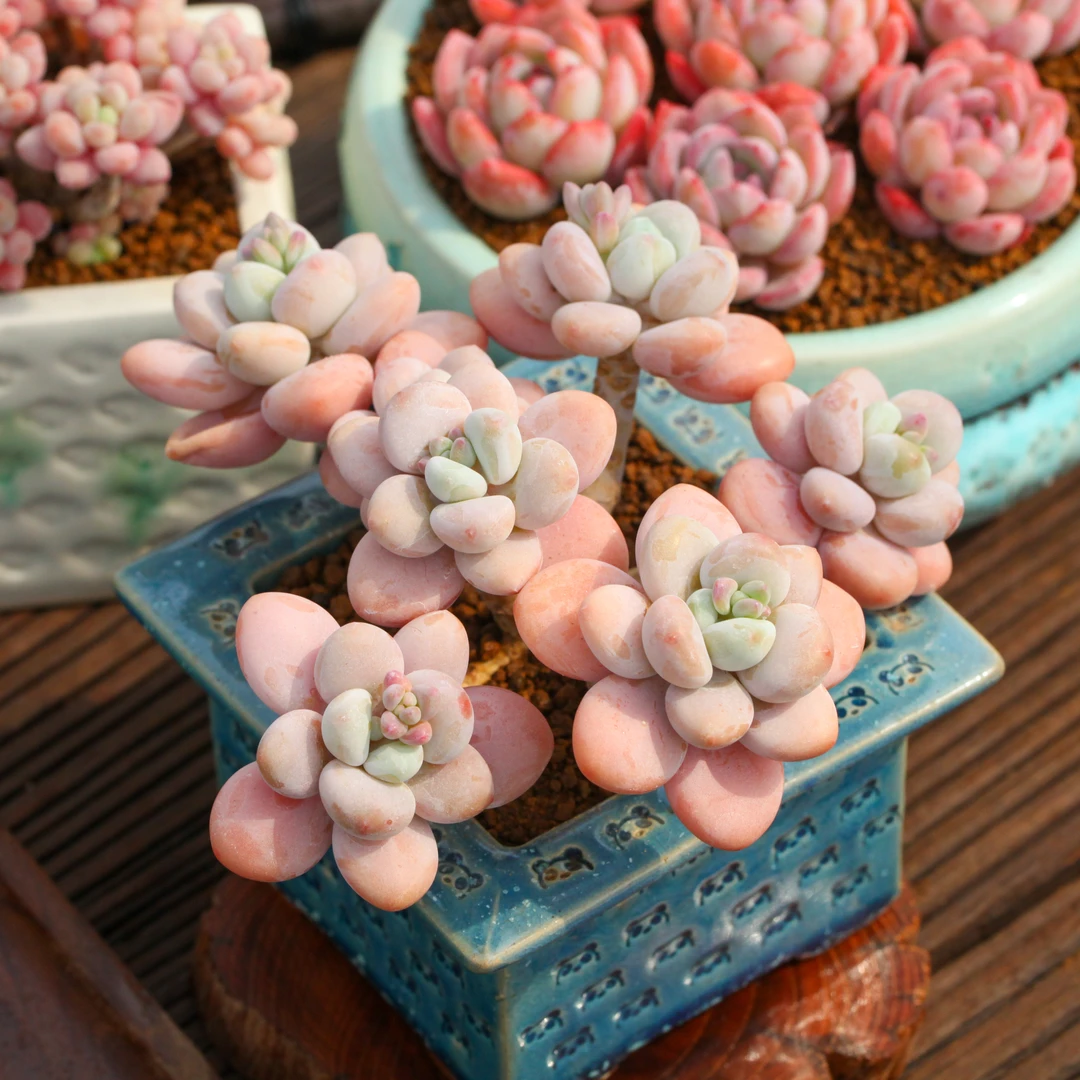 多肉【一箱装 品种不选】盆栽植物耐旱耐晒易养护脱土发货