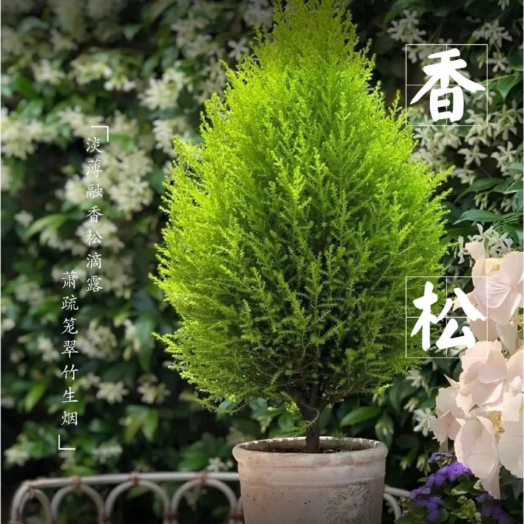 小香松盆栽丛生带清香绿植花卉易养护耐寒耐晒