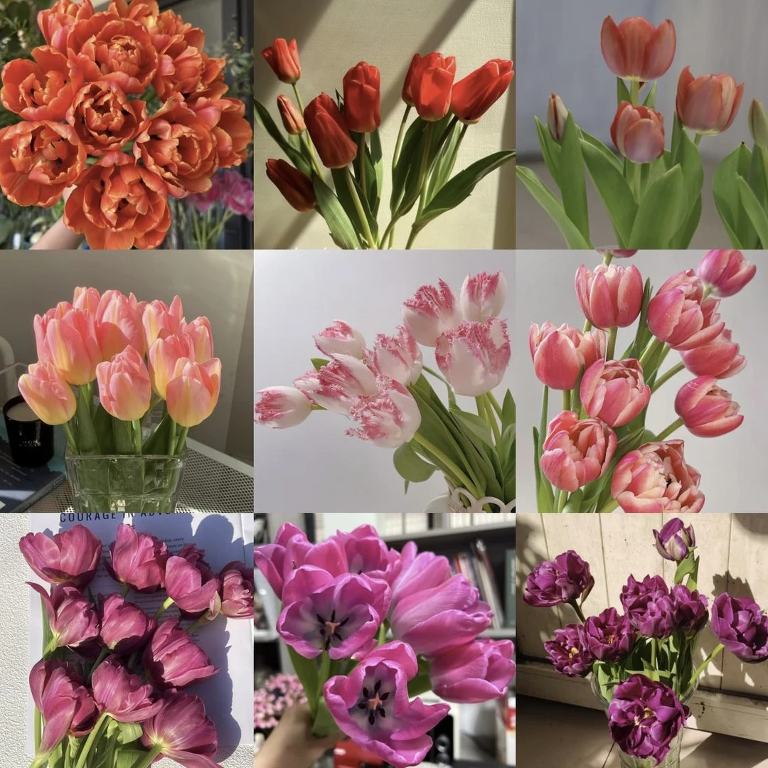 郁金香种球【十个花色装】优选观赏耐寒易种植花卉开花高品质种球