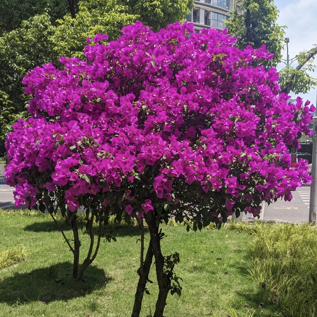 云南紫三角梅盆栽庭院阳台爆花强花卉新手易养护