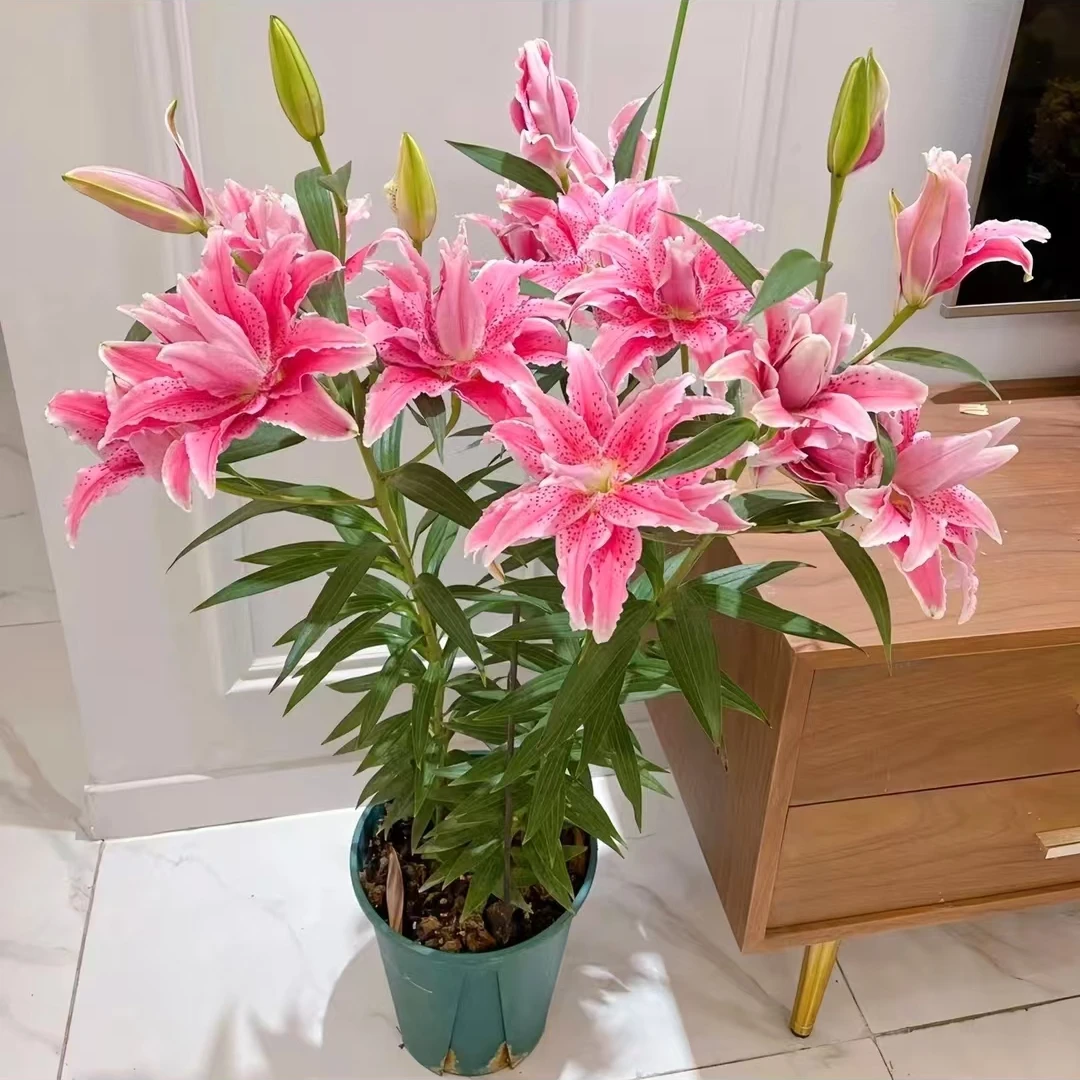 娜塔莉亚 香水百合盆栽带花苞发货室内室外观花植物养护开养美观