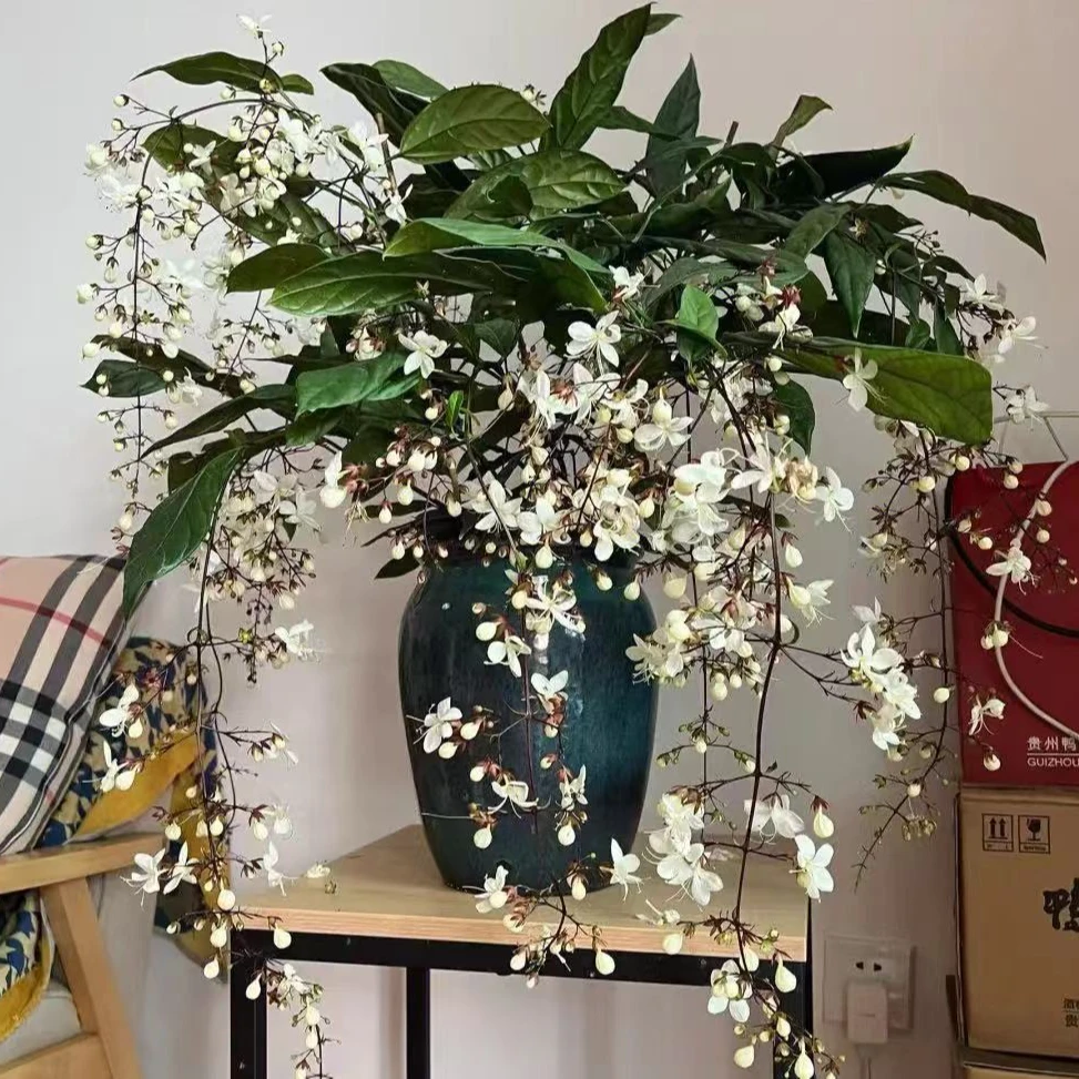 垂丝茉莉盆栽生花丝状态发货庭院阳台新手易养护爆花强