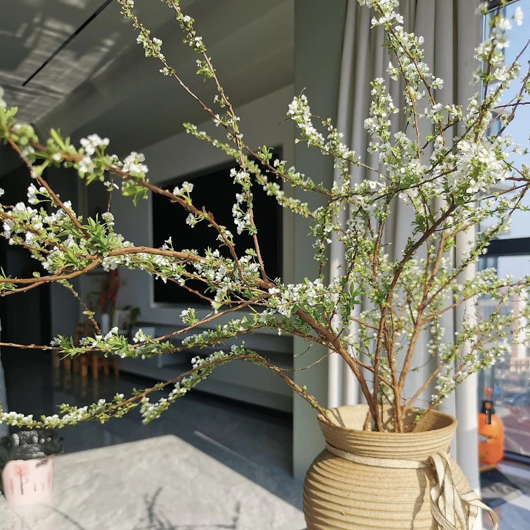 鲜花雪柳遇水开花绿植花卉带芽发货室内易养护