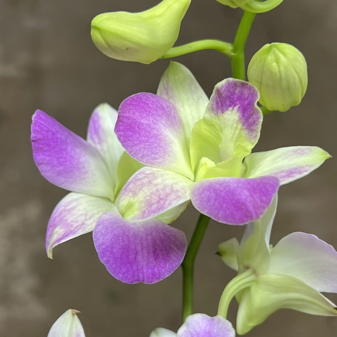 秋石斛兰【笑靥】盆栽花卉花期长易爆花发货室内阳台美观易养护