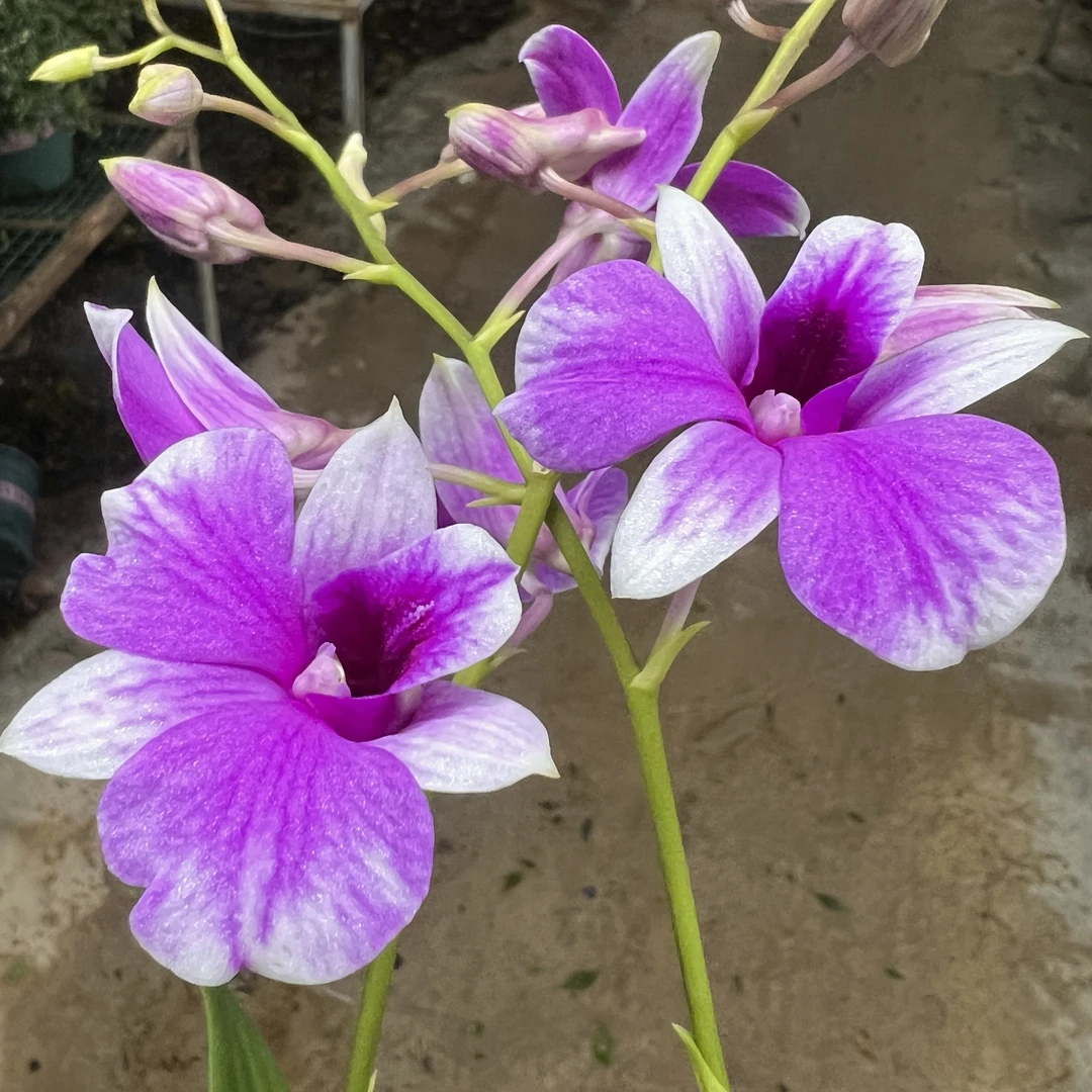 秋石斛兰【黛玉】盆栽花卉花期长易爆花发货室内阳台美观易养护