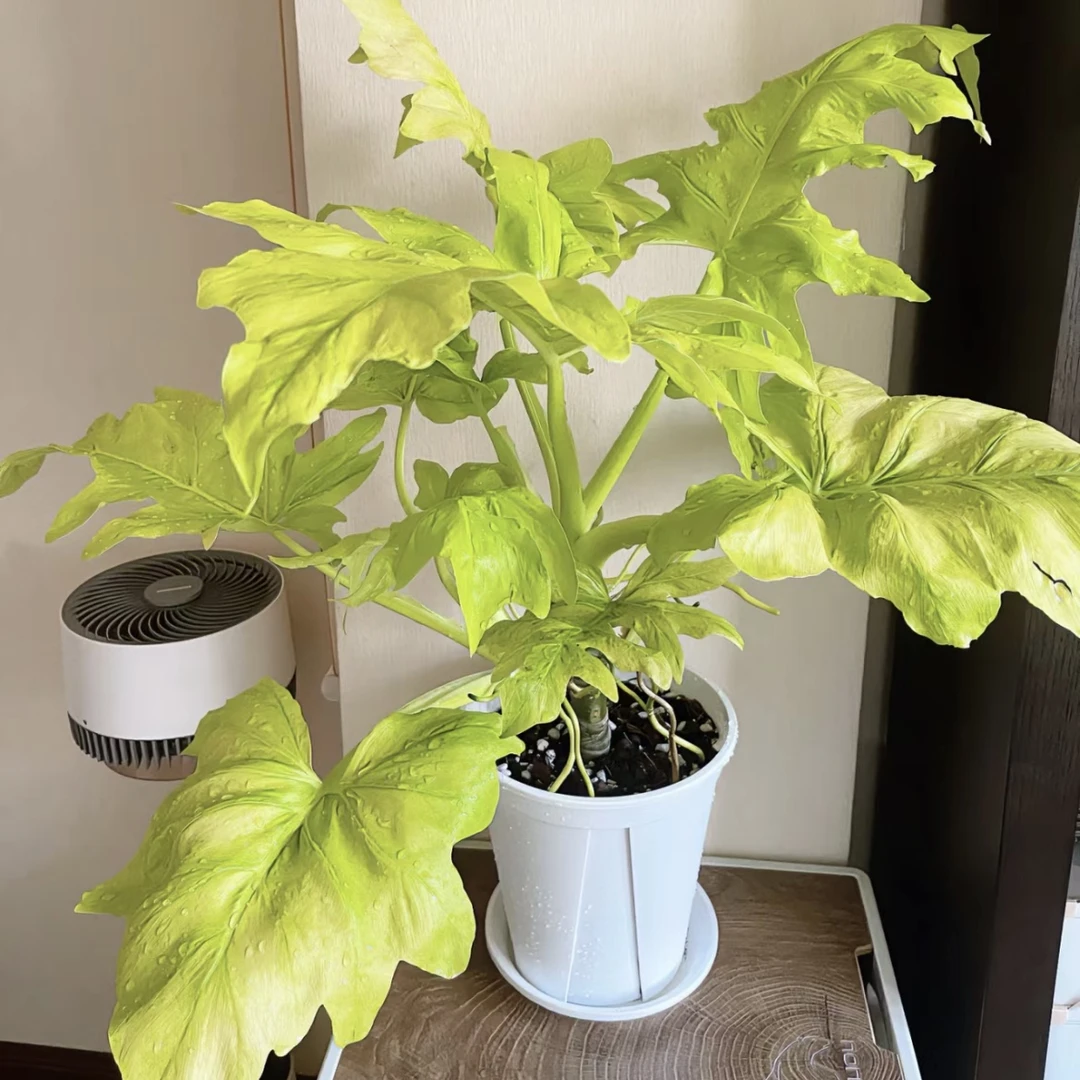 黄金春羽盆栽绿植花卉室内易养护