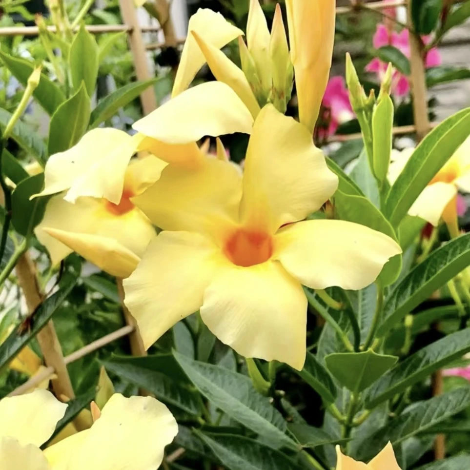 杏色飘香藤庭院阳台易爆花花期长多年生爬藤植物易养护