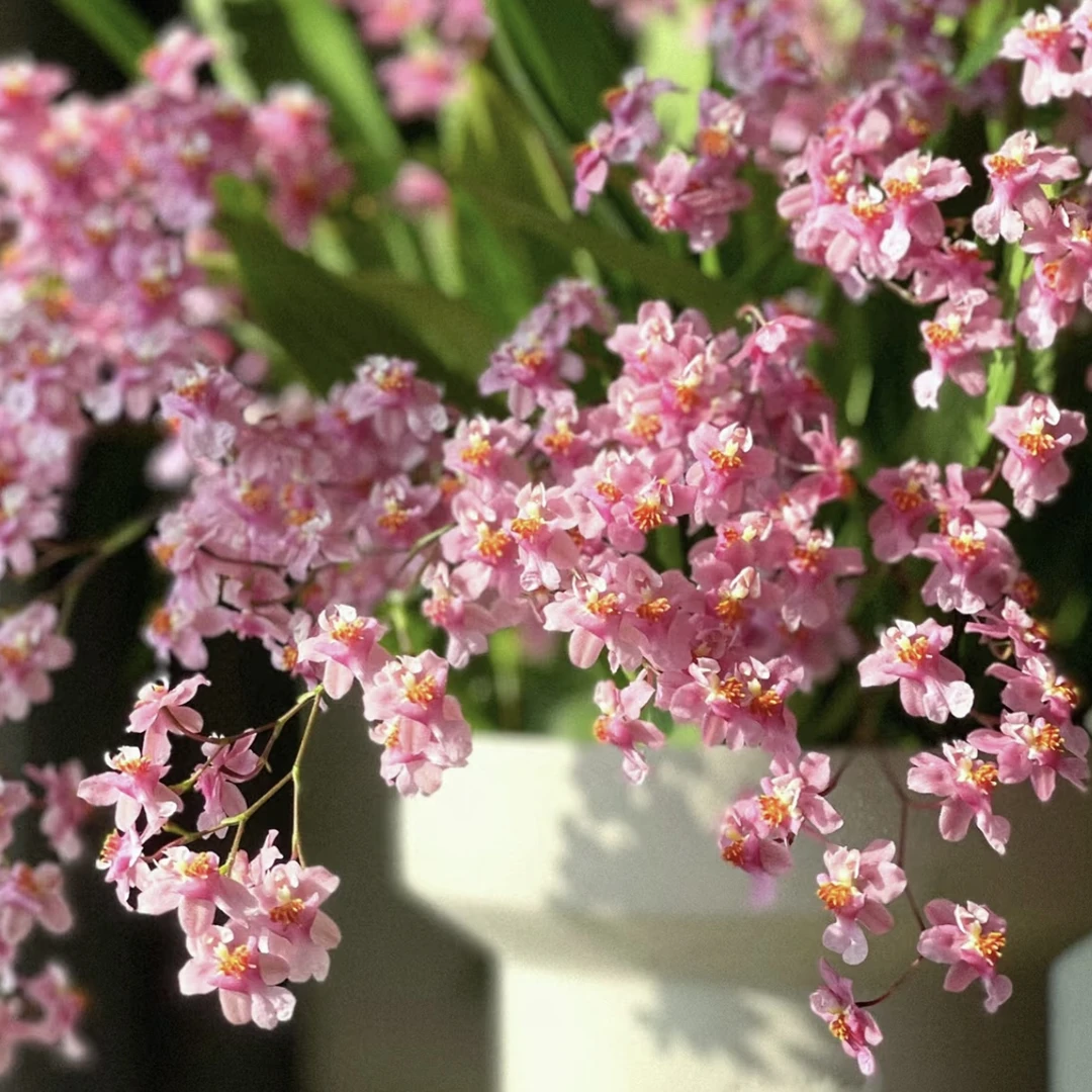 粉色清香梦香兰盆栽花卉多年生室内阳台易养护发货快