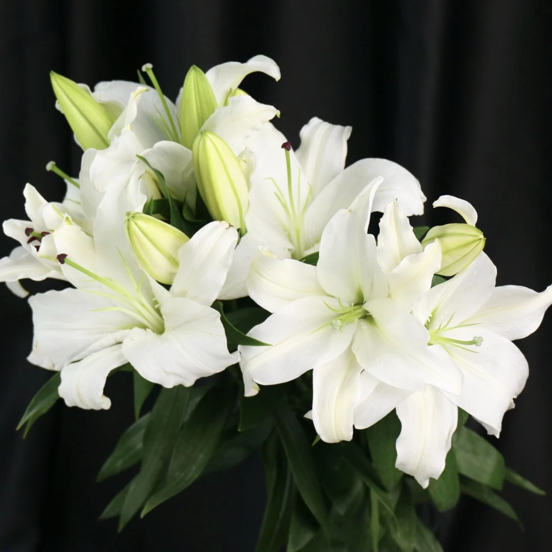 桑坦德 香水百合盆栽带花苞发货室内室外观花植物养护开养美观
