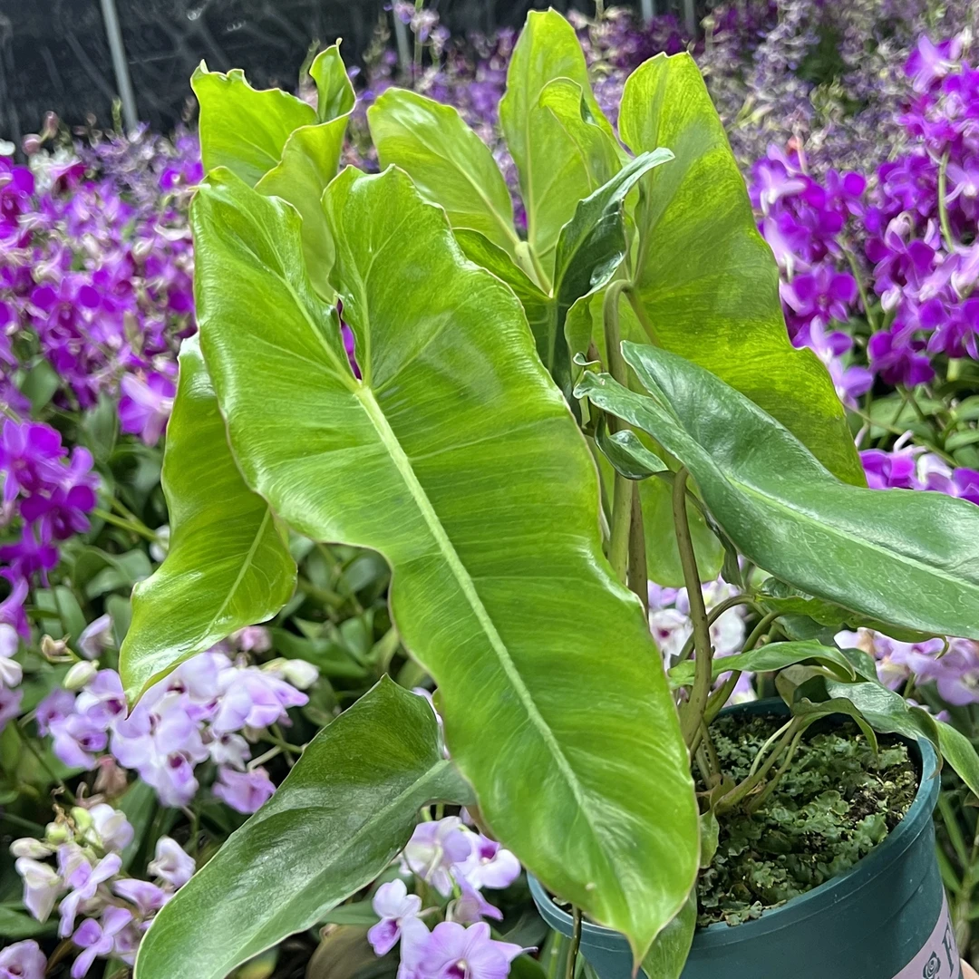 绿天堂蔓绿绒盆栽绿植花卉室内易养护售后好鲜活