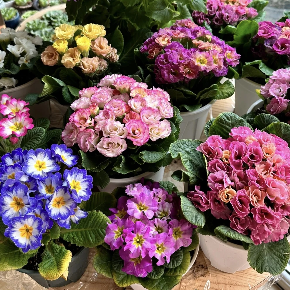 报春花【颜色不选】盆栽庭院阳台爆花强花卉新手易养护