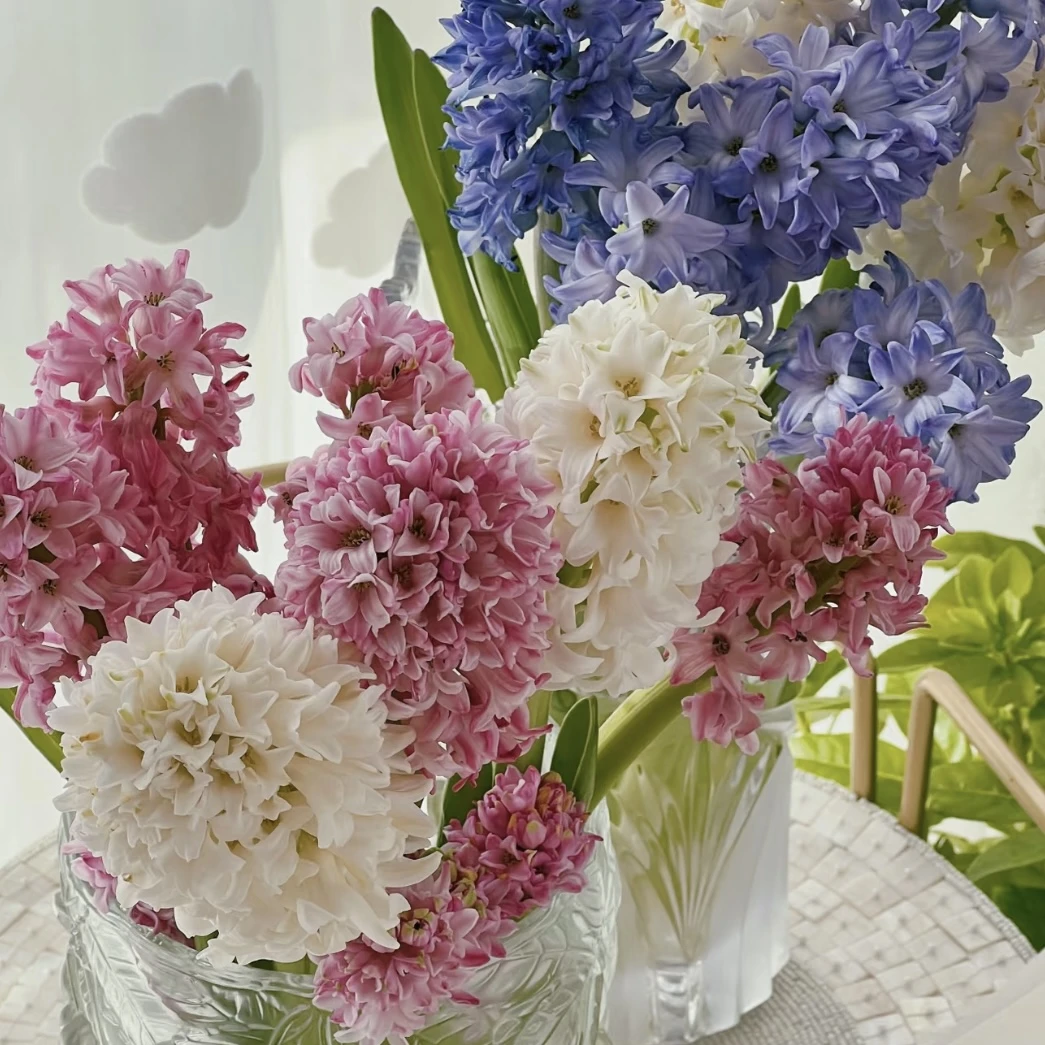 风信子种球迷你优选观赏耐寒易种植花卉开花高品质种球