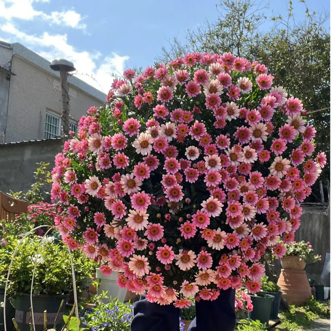 可爱粉【加仑盆】玛格丽特菊花盆栽多年生易爆花新手易养护