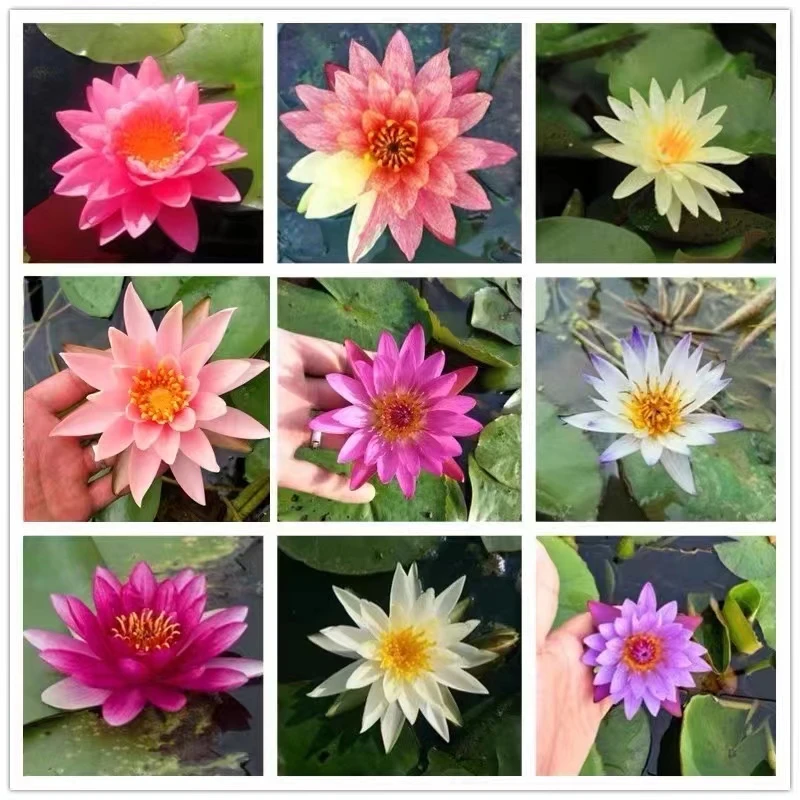睡莲基地现挖现卖水养植物多年开花非常好养