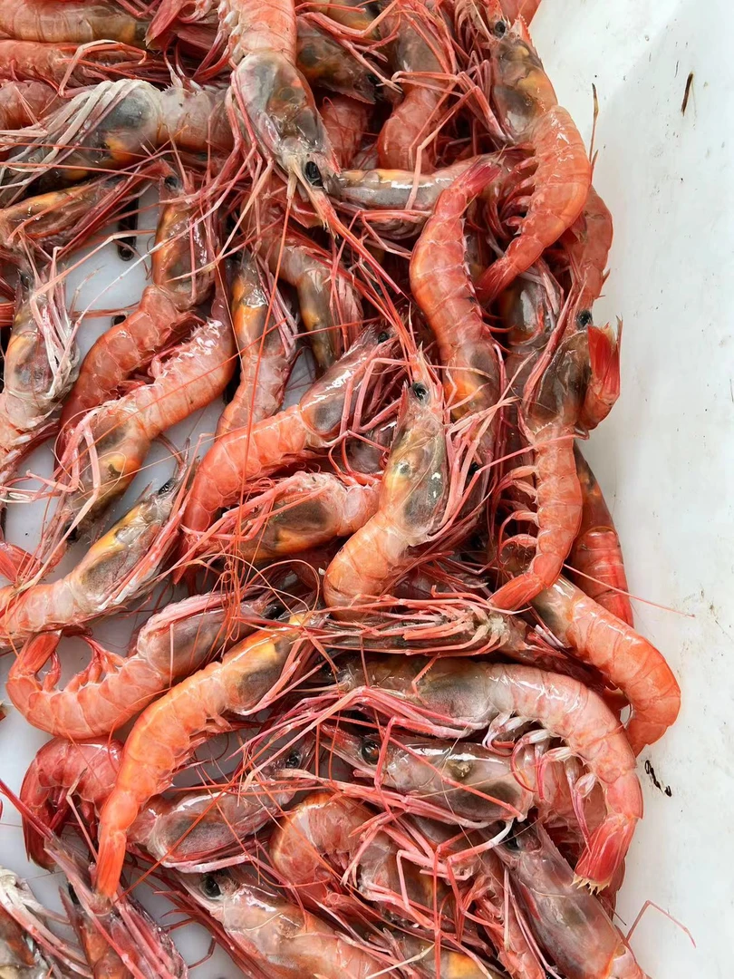 东海野生船冻红虾1500g