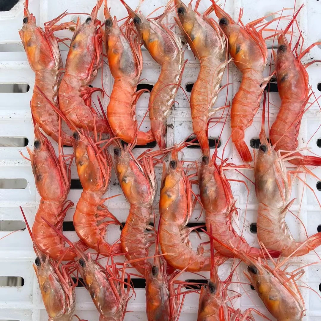 东海野生中号红虾1500g