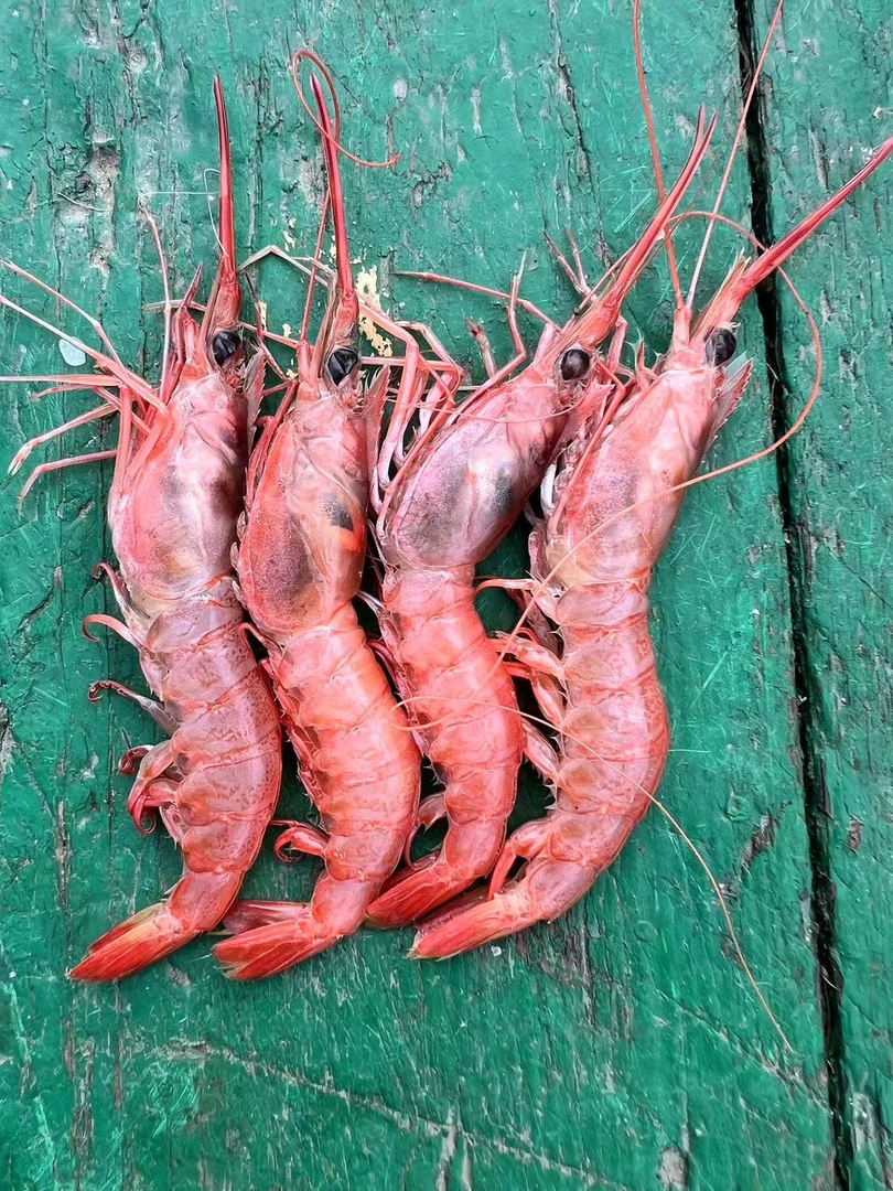 东海野生船冻红虾1500g