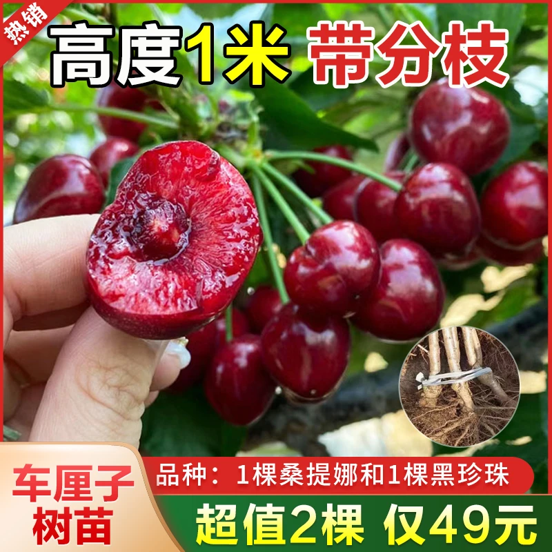 车厘子树苗樱桃树苗南方北方种植盆栽地栽庭院果树大树苗带分枝