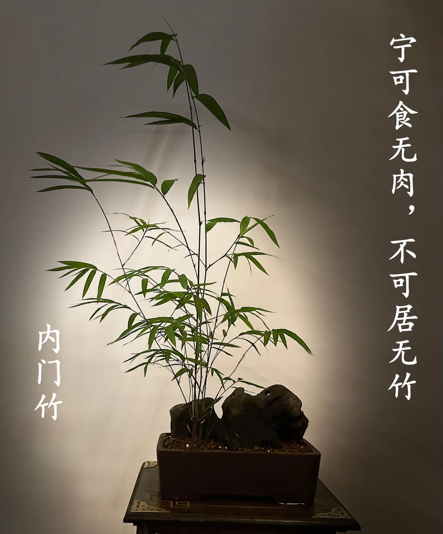 内门竹正宗台湾盆栽精品内门竹盆景室内好看观赏竹四季常青竹苗