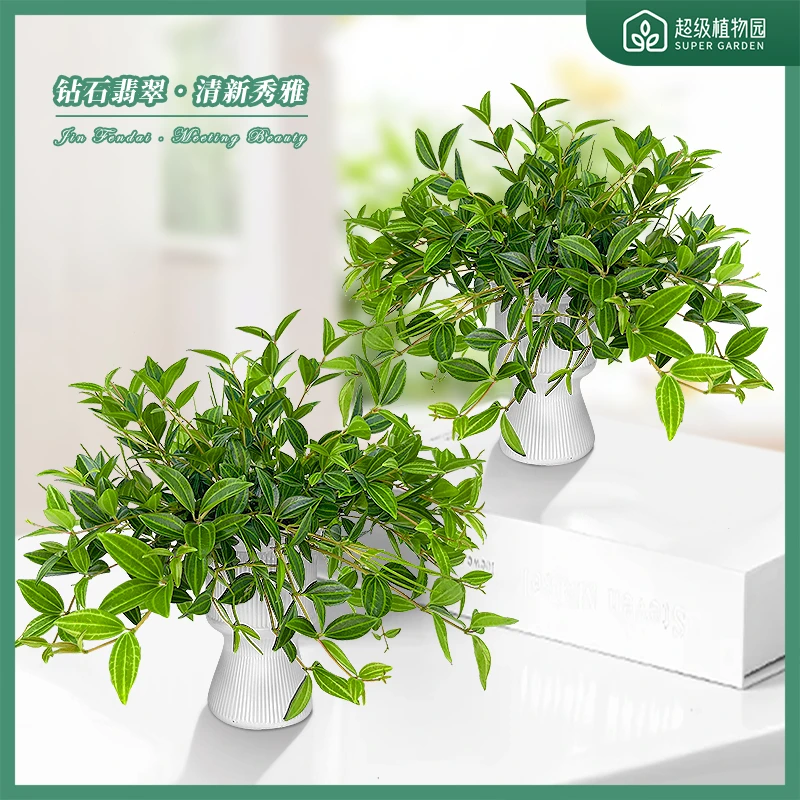 【拍一发二】钻石翡翠观叶吊兰白脉椒草四季常绿耐阴绿植盆栽吸甲醛