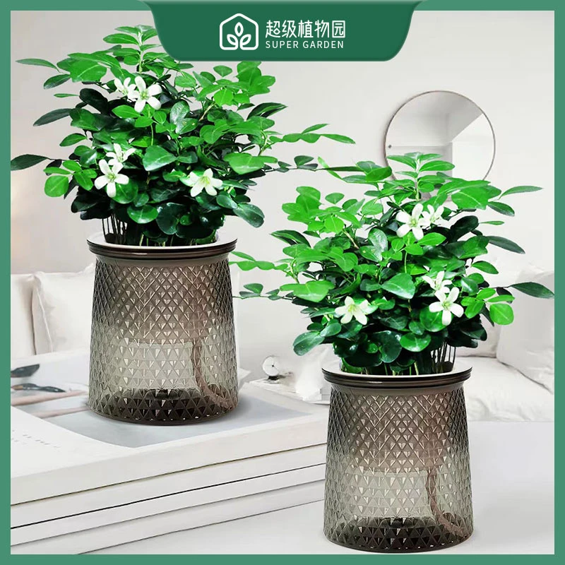 【买一送一】九里香水培驱蚊绿植盆栽书房客厅净化空气吸甲醛
