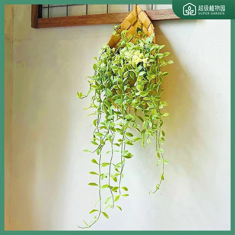 金边翡翠多肉吊兰垂吊爬藤盆栽绿植阳台室内窗台办公室