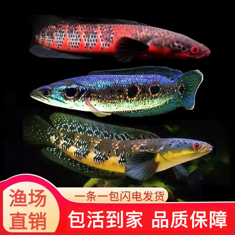 印尼黄黑魔神森塔伦七彩海象雷龙中加仙塔兰姆红帝王红魔神雷龙鱼