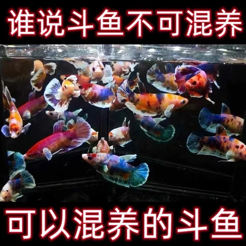 精品母鱼混养繁殖套餐泰国斗鱼精品半月母狮王母抱卵热带鱼观赏鱼