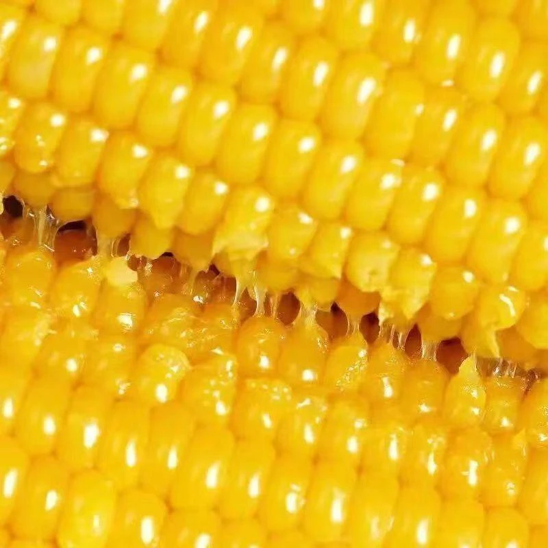 黄糯粘东北苞米玉米黄金甜粘糯大棒玉米香甜糯玉米蔬菜四季包邮