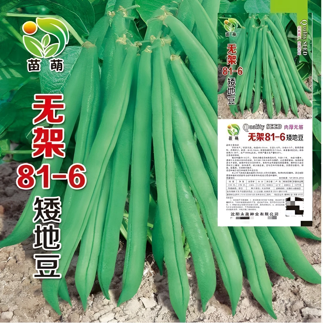 豆角种子无架早熟地豆种子四季豆种子矮生不用搭架可盆栽南北方种