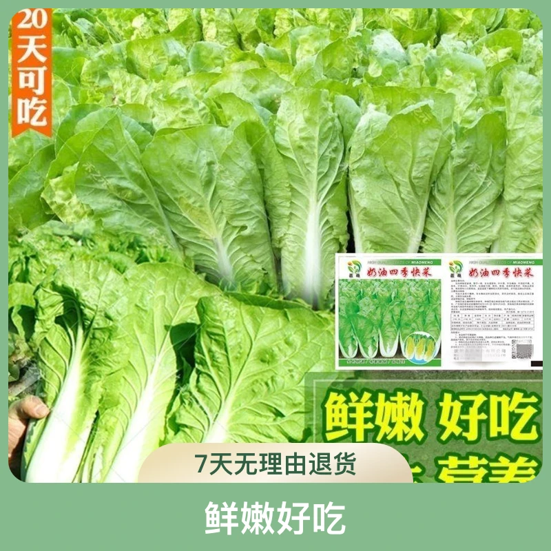 快菜种子20天四季速生耐寒耐热蔬菜种子大小白菜种子盆栽杂交籽