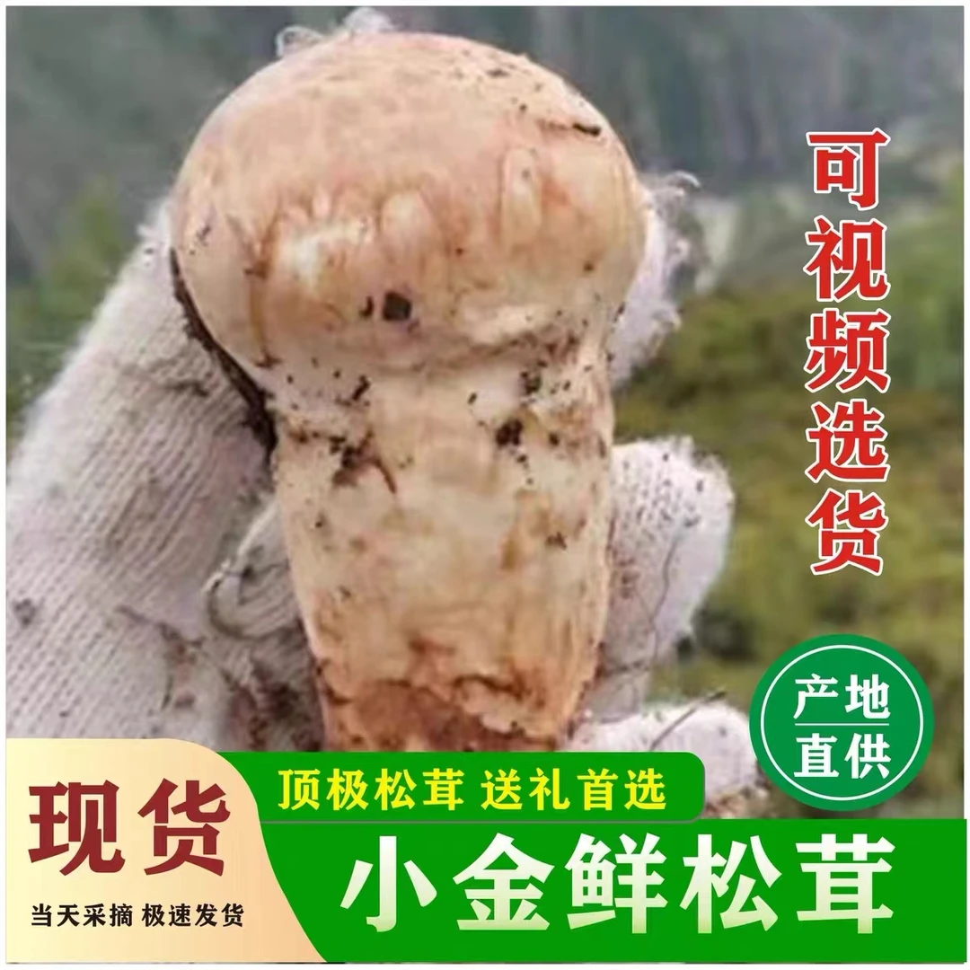 松茸小金松茸产地直发