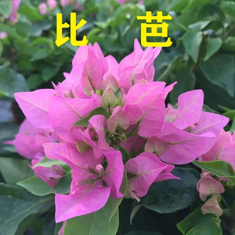 比芭粉 菲菲娜 维拉白三角梅四季开花爬藤植物花卉园艺绿植盆栽