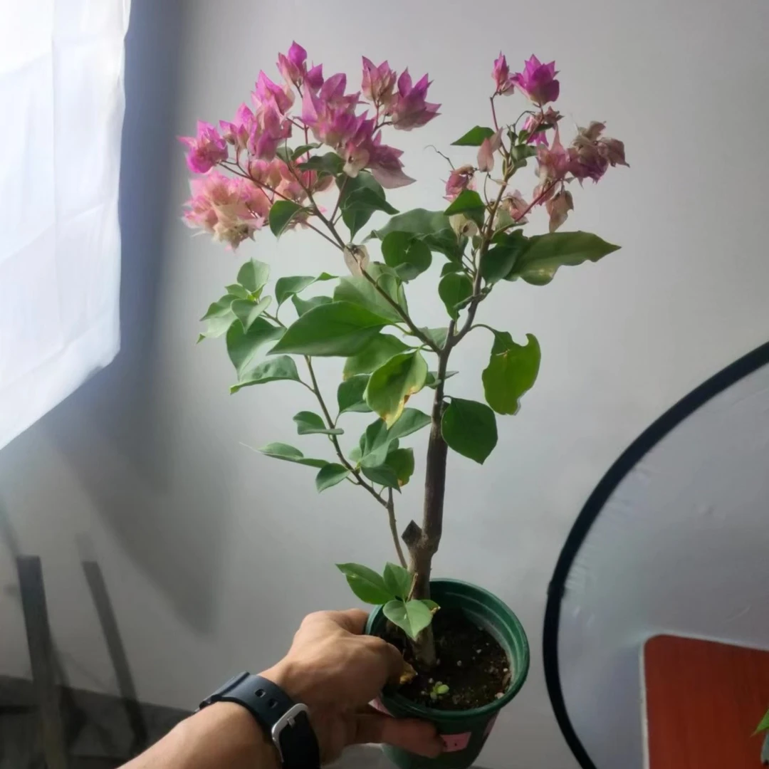 重瓣怡景杯苗 原盆土带花发货