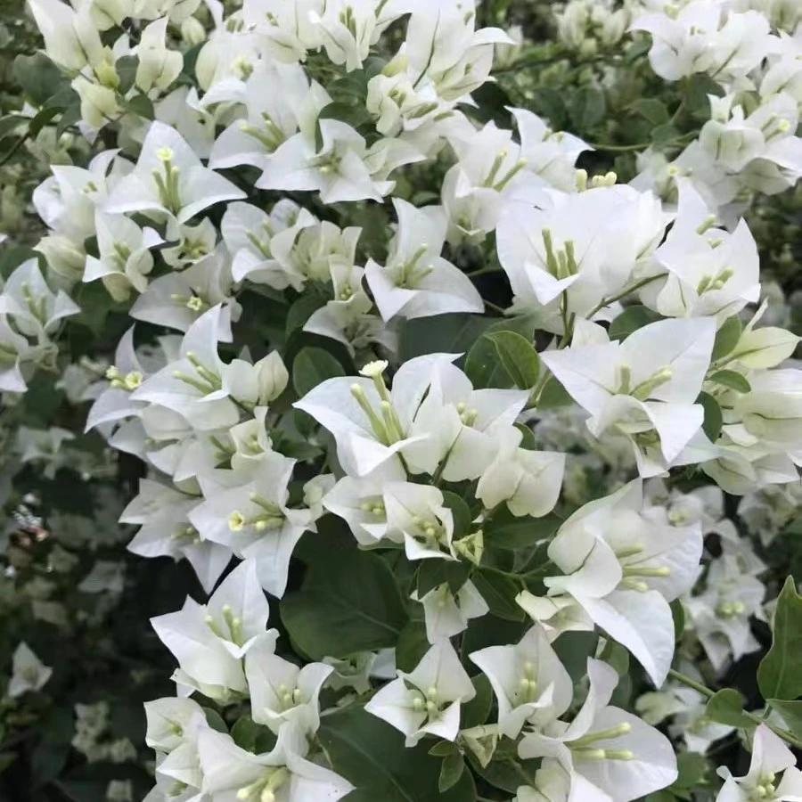 白雪公主三角梅 四季开花爬藤植物花卉园艺绿植盆栽