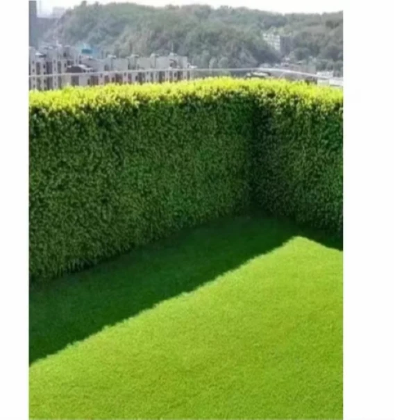 庭院绿篱植物造型树小叶黄杨树苗瓜子黄杨球盆景四季长青冬青树苗