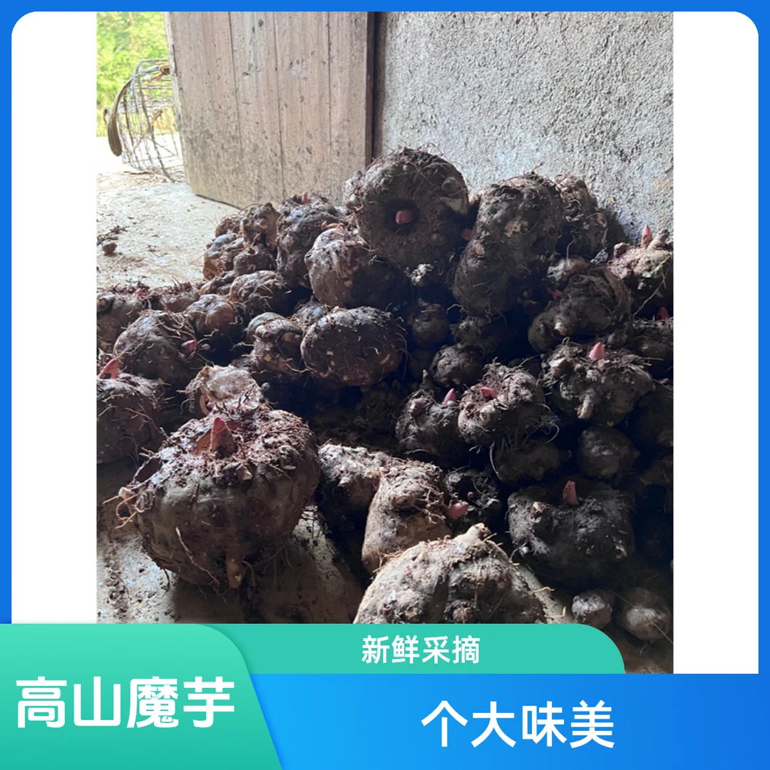 贵州高山魔芋个头大生鲜魔芋花魔芋精选好魔芋现挖现发