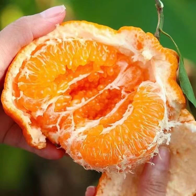 金狐狸春见耙耙柑(礼盒装) 新鲜大净果约7.5斤，粑粑柑