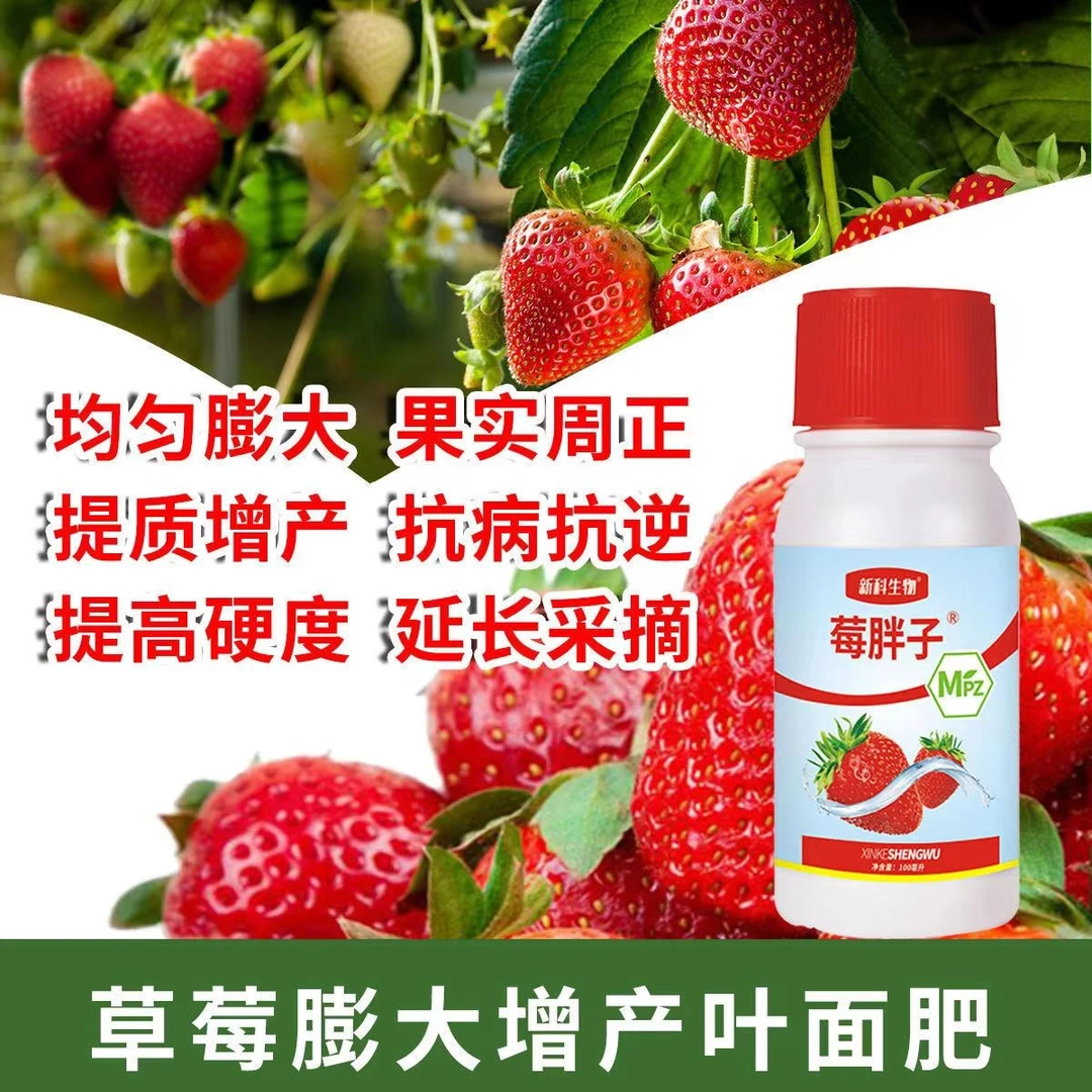 莓胖子 膨大素膨大不空心不软果提高硬度均匀膨大提质增产
