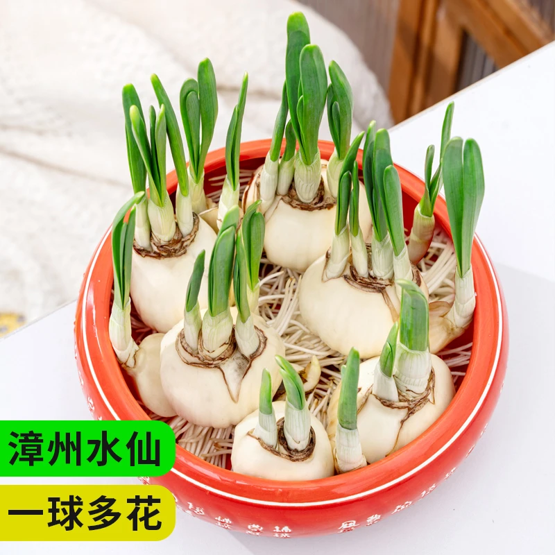 漳州水仙花重瓣种球种子水养开花花卉室内外冬季水培单瓣好养花球