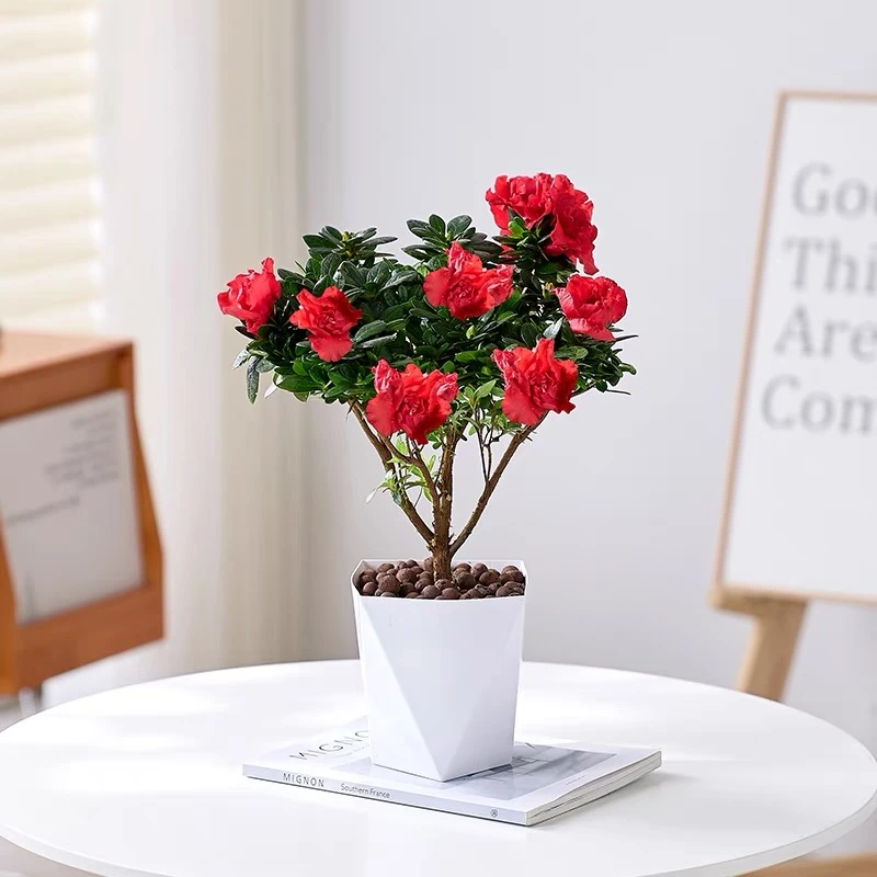 杜鹃花盆栽花卉植物室内阳台四季开花鲜花带花苞树苗绿植好养易活